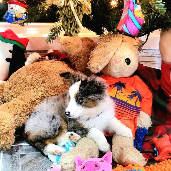 Meet your Posher, Willameenablue - Picture 3 of 9